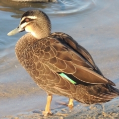 Anas superciliosa (Pacific Black Duck) at Albury - 20 Jul 2017 by michaelb