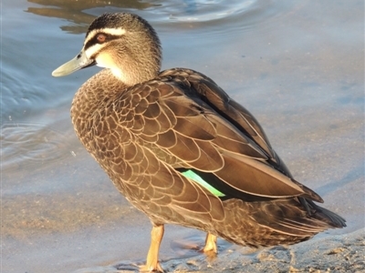 Anas superciliosa (Pacific Black Duck) at Albury - 20 Jul 2017 by MichaelBedingfield