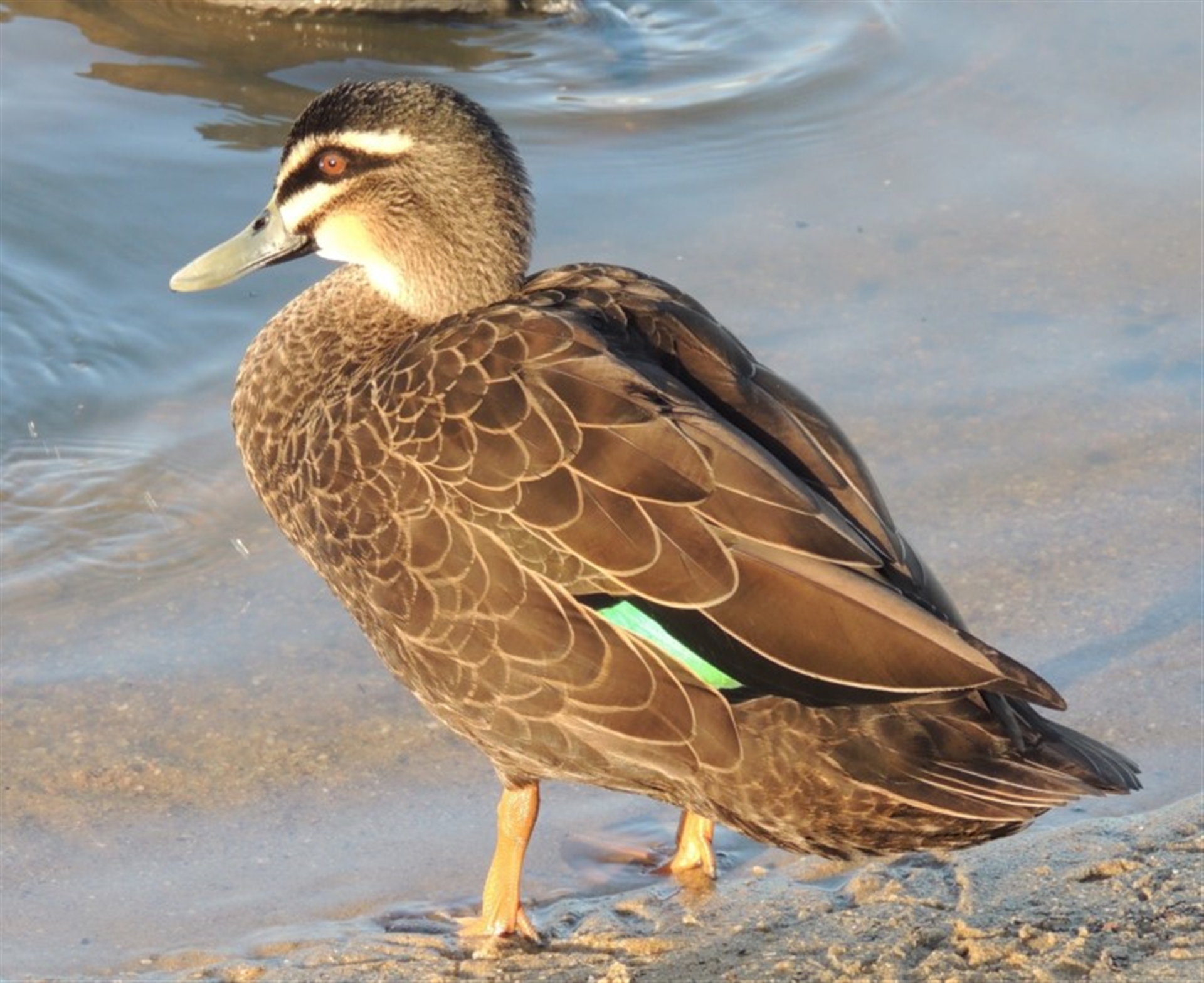 Anas superciliosa at Undefined Area - 20 Jul 2017 05:54 PM