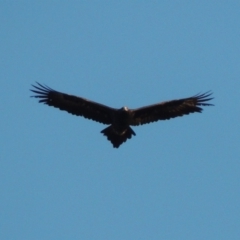 Aquila audax (Wedge-tailed Eagle) at Lavington, NSW - 20 Jul 2017 by michaelb