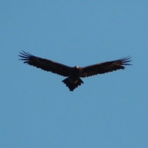 Aquila audax at Lavington, NSW - 20 Jul 2017 06:23 PM