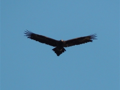 Aquila audax (Wedge-tailed Eagle) at Lavington, NSW - 20 Jul 2017 by MichaelBedingfield