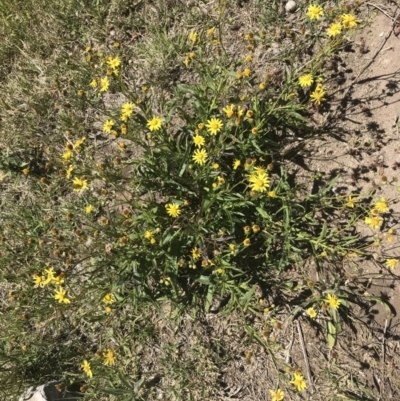 Senecio madagascariensis (Madagascan Fireweed, Fireweed) at Wingecarribee Local Government Area - 3 Dec 2018 by Margot