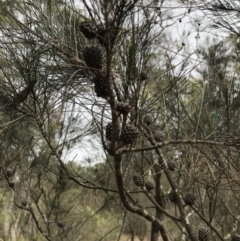 Allocasuarina littoralis (Black She-oak) at Canyonleigh, NSW - 22 Nov 2018 by Margot