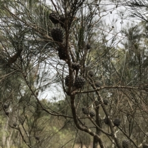 Allocasuarina littoralis at Canyonleigh, NSW - 22 Nov 2018