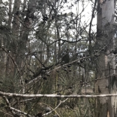Allocasuarina littoralis at Canyonleigh, NSW - 22 Nov 2018 10:15 AM