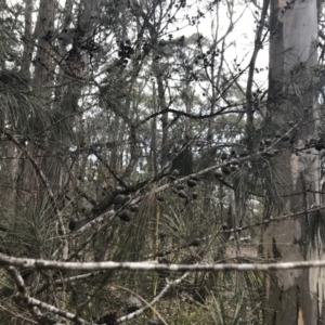 Allocasuarina littoralis at Canyonleigh, NSW - 22 Nov 2018