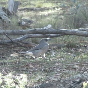 Strepera versicolor at Hackett, ACT - 21 May 2019