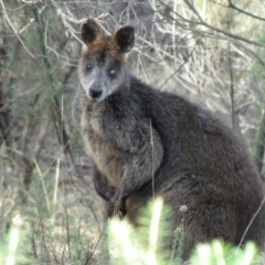 Wallabia bicolor (Swamp Wallaby) at Mount Majura - 21 May 2019 by Kurt