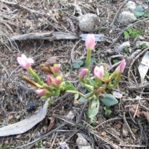 Centaurium sp. at Majura, ACT - 21 May 2019 12:08 PM