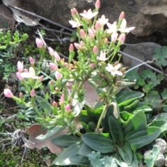 Centaurium sp. at Majura, ACT - 21 May 2019