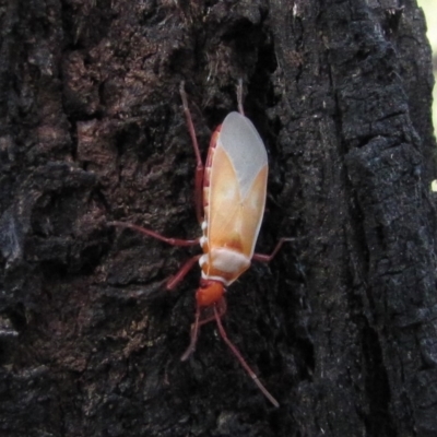 Dindymus versicolor (Harlequin Bug) at Mount Majura - 21 May 2019 by Kurt