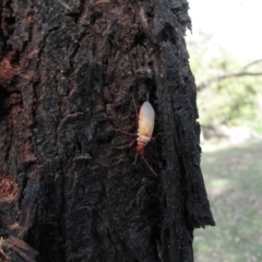 Dindymus versicolor at Hackett, ACT - 21 May 2019 12:14 PM