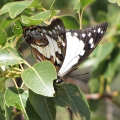 Charaxes sempronius (Tailed Emperor) at Majura, ACT - 21 May 2019 by Kurt