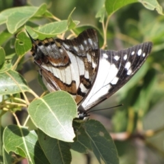 Charaxes sempronius at Majura, ACT - 21 May 2019 11:47 AM