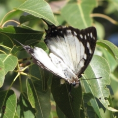 Charaxes sempronius at Majura, ACT - 21 May 2019 11:47 AM