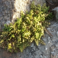 Pleurosorus rutifolius (Blanket Fern) at Isaacs Ridge - 21 May 2019 by Mike