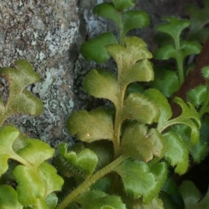 Asplenium subglandulosum at Isaacs Ridge - 21 May 2019 04:15 PM