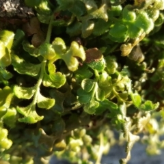 Asplenium subglandulosum at Isaacs Ridge - 21 May 2019 04:15 PM