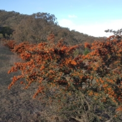 Pyracantha angustifolia (Firethorn, Orange Firethorn) at Isaacs Ridge and Nearby - 21 May 2019 by Mike