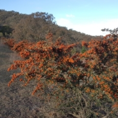 Pyracantha angustifolia (Firethorn, Orange Firethorn) at Jerrabomberra, ACT - 21 May 2019 by Mike