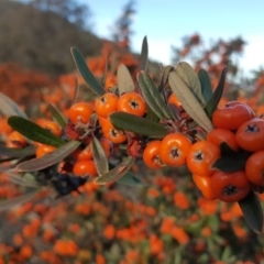 Pyracantha angustifolia at Jerrabomberra, ACT - 21 May 2019