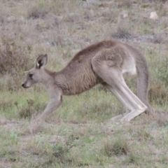 Macropus giganteus (Eastern Grey Kangaroo) at Albury LGA - 19 Jul 2017 by michaelb