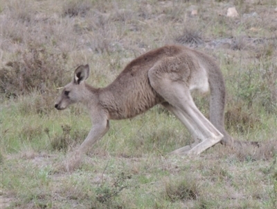 Macropus giganteus (Eastern Grey Kangaroo) at Hamilton Valley, NSW - 20 Jul 2017 by MichaelBedingfield