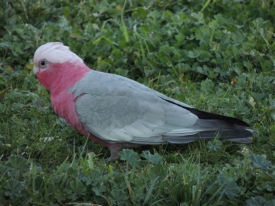 Eolophus roseicapilla (Galah) at South Albury, NSW - 20 Jul 2017 by MichaelBedingfield