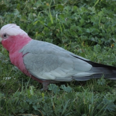 Eolophus roseicapilla (Galah) at South Albury, NSW - 20 Jul 2017 by MichaelBedingfield