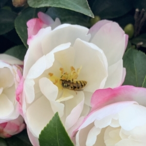 Vespula germanica at Canberra, ACT - 14 May 2019