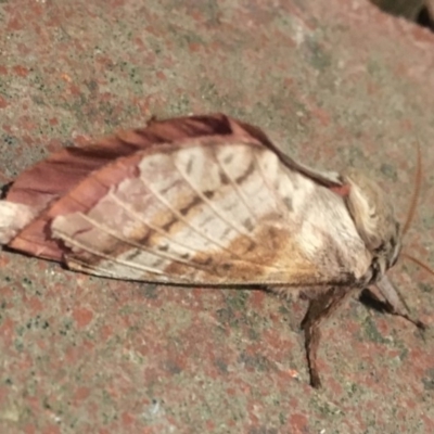 Oxycanus dirempta (Variable Oxycanus) at Wanniassa, ACT - 21 May 2019 by jksmits