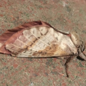 Oxycanus dirempta at Wanniassa, ACT - 21 May 2019 10:38 PM