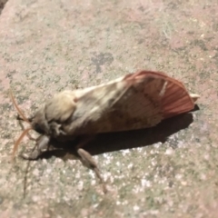 Oxycanus dirempta at Wanniassa, ACT - 21 May 2019 10:38 PM