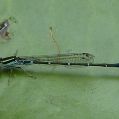 Austroagrion watsoni (Eastern Billabongfly) at Vincentia, NSW - 14 Jan 2018 by christinemrigg