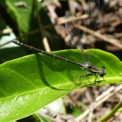 Austroargiolestes icteromelas (Common Flatwing) at Booderee National Park - 30 Nov 2018 by christinemrigg