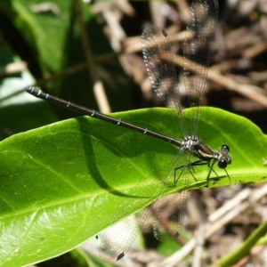 Austroargiolestes icteromelas at Jervis Bay, JBT - 1 Dec 2018 10:36 AM