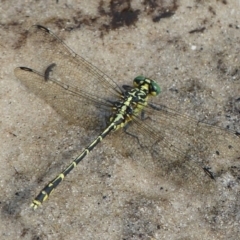 Austrogomphus ochraceus (Jade Hunter) at Jervis Bay, JBT - 28 Jan 2019 by christinemrigg