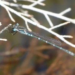 Austrolestes psyche (Cup Ringtail) at Vincentia, NSW - 5 Oct 2014 by christinemrigg