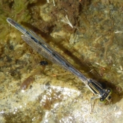 Ischnura heterosticta (Common Bluetail Damselfly) at Vincentia, NSW - 3 Feb 2019 by christinemrigg