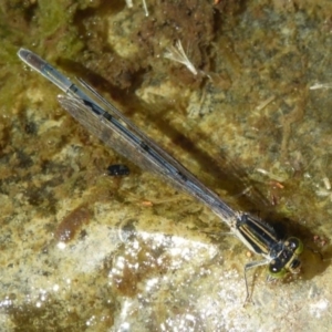 Ischnura heterosticta at Vincentia, NSW - 3 Feb 2019