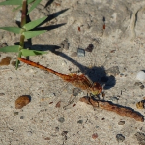 Diplacodes bipunctata at Jervis Bay, JBT - 2 Mar 2016