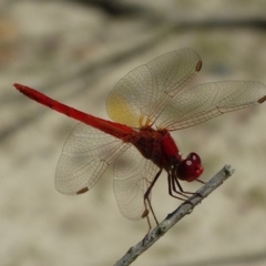 Diplacodes haematodes (Scarlet Percher) at Booderee National Park - 20 Jan 2019 by christinemrigg