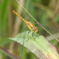 Diplacodes haematodes at Jervis Bay, JBT - 20 Jan 2019 12:00 AM