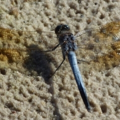 Orthetrum caledonicum (Blue Skimmer) at Booderee National Park - 30 Nov 2014 by christinemrigg