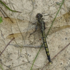 Orthetrum caledonicum at Jervis Bay, JBT - 30 Nov 2014