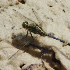 Orthetrum sabina (Slender Skimmer) at Booderee National Park - 22 Feb 2019 by christinemrigg