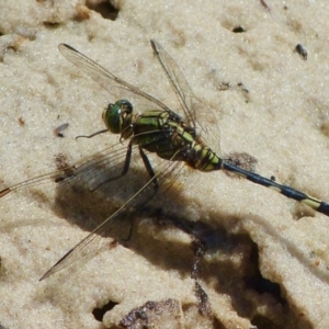 Orthetrum sabina at Jervis Bay, JBT - 23 Feb 2019