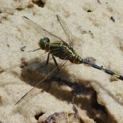 Orthetrum sabina (Slender Skimmer) at Jervis Bay, JBT - 23 Feb 2019 by christinemrigg