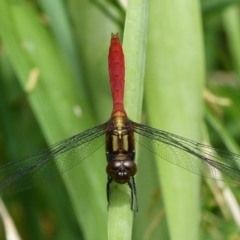 Orthetrum villosovittatum (Fiery Skimmer) at Booderee National Park - 18 Feb 2016 by christinemrigg